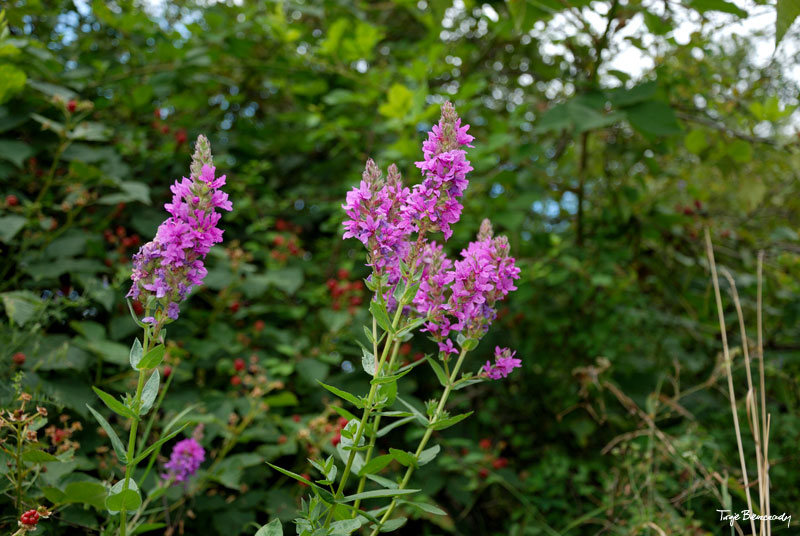 Prze��cz nad Roztokami - Rusk�