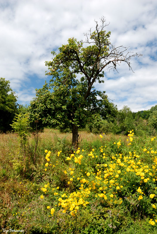 Prze��cz nad Roztokami - Rusk�