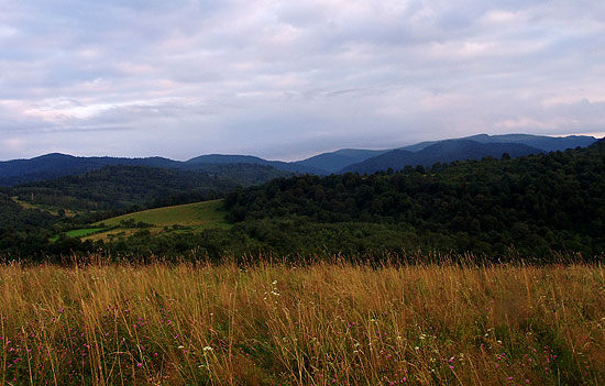 Sękowiec