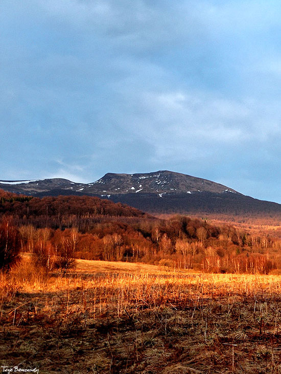 Tarnica wiosną