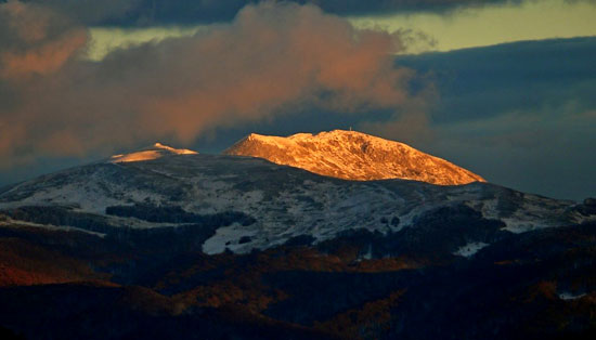 Tarnica