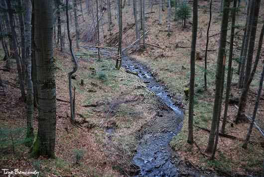 Potok Dynysów wczesną wiosną