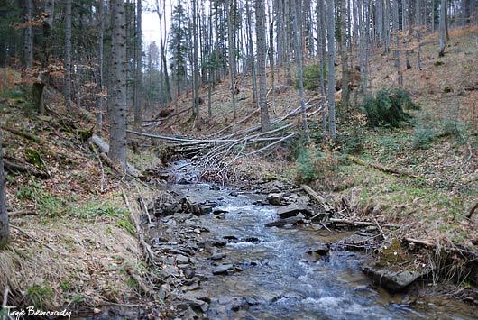 Potok Dynysów wczesną wiosną