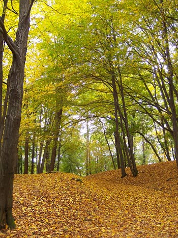 Park miejski w Sanoku, aleja grabowa