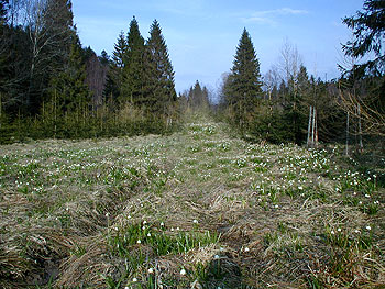 Śnieżyca wiosenna