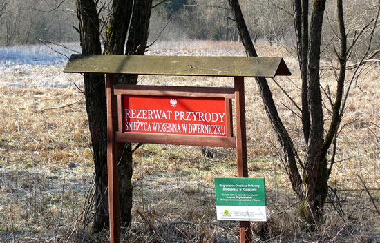 Rezerwat Śnieżyca wiosenna w Dwerniczku