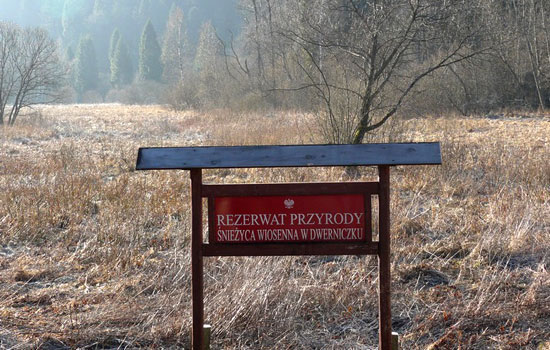 Rezerwat Śnieżyca wiosenna w Dwerniczku