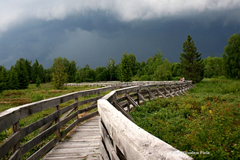 Torfowisko Tarnawa