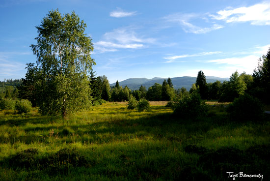 torfowisko Tarnawa Wyżna