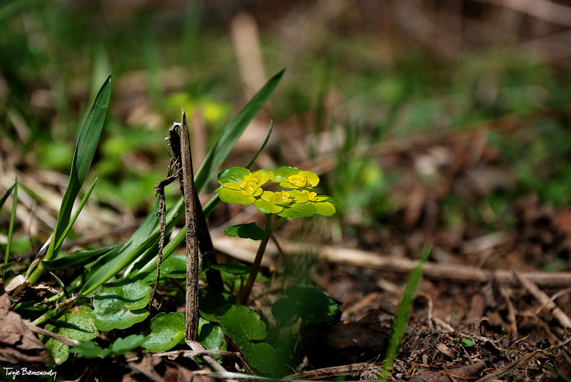dolina g�rnego Sanu