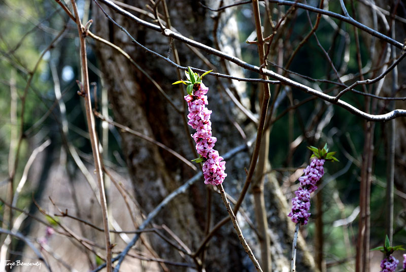 dolina g�rnego Sanu