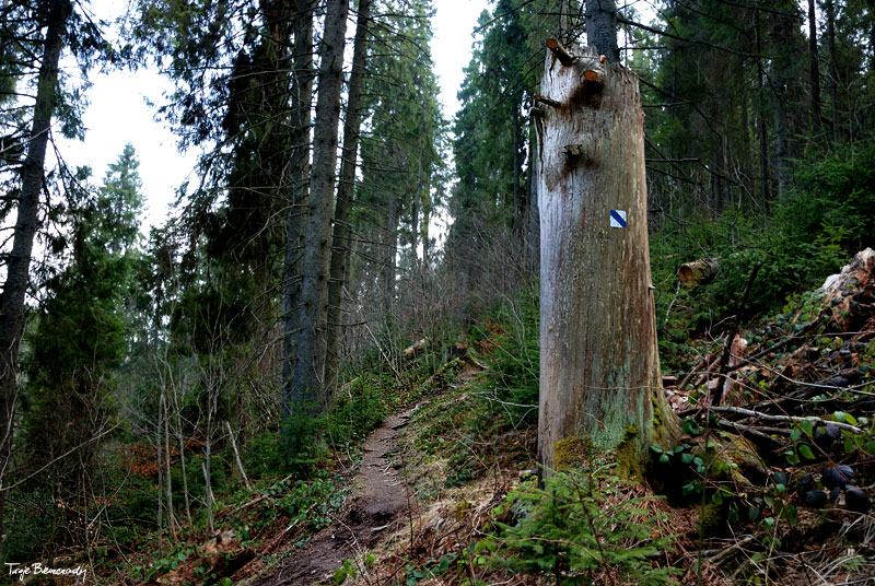 dolina g�rnego Sanu