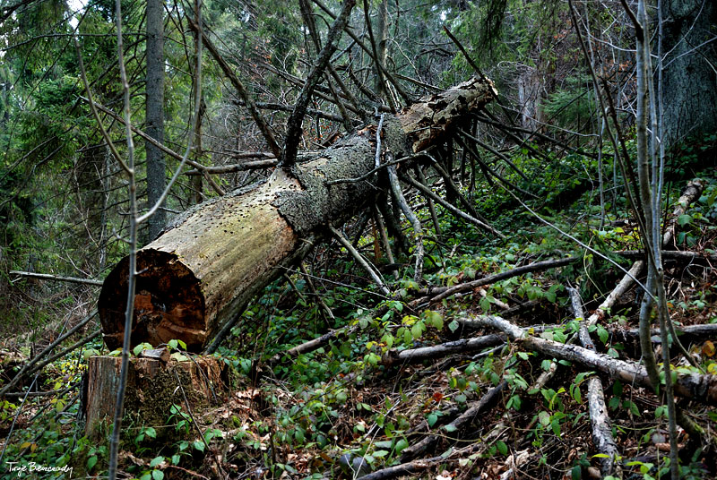 dolina g�rnego Sanu