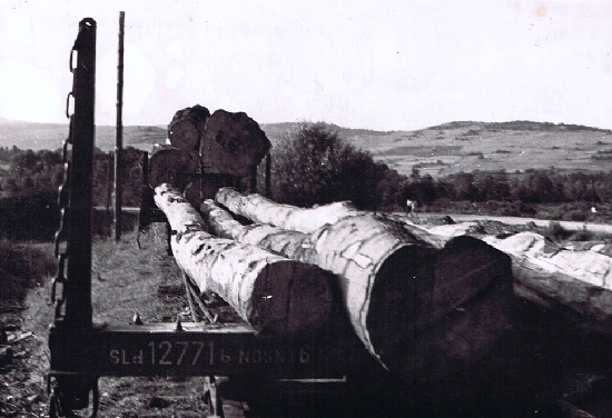 Surowiec do tartaku w Rzepedzi, 1965