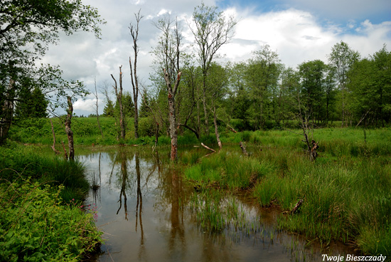 Sokoliki, bobrowe rozlewisko