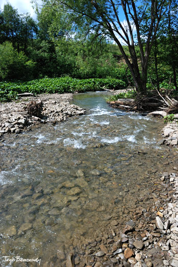 Potok Roztoki - Tarnawa Niżna